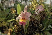 The Royal Botanic Garden Edinburgh