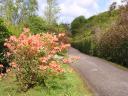 Dunvegans Castle gardens