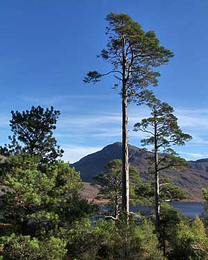 Scots Pines at Loch Maree