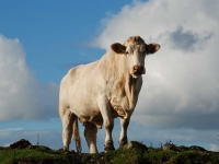 cattle-islay.jpg