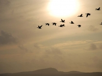 geese-isle-of-islay.jpg