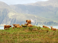 highland-cattle-gathering-jura.jpg