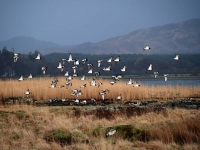 oystercatchers-isle-of-mull.jpg