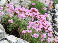 sea-pinks.jpg