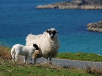 sheep-isle-of-islay.jpg