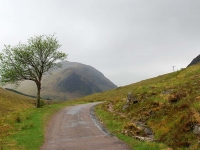 lone-tree-glen-etive.jpg