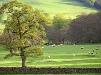 typical-landscape-scottish-borders.jpg