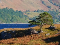6_scots-pine-loch-maree.jpg