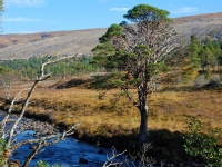 9_glen-torridon-landscape.jpg