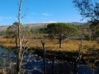 f_scots-pine-glen-torridon.jpg