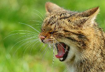 800px-Yawning_wildcat