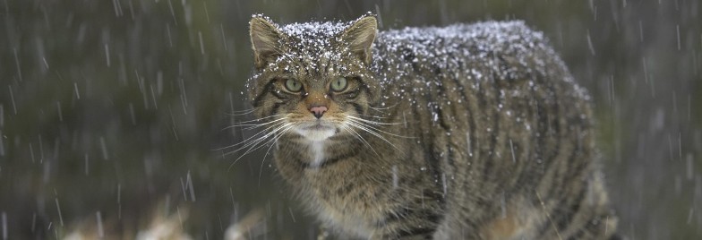 scottish wildcat