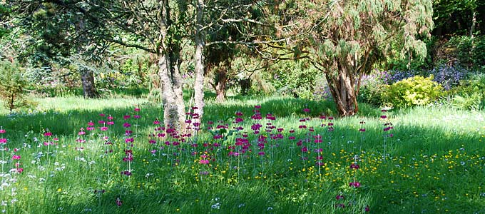 Achamore Gardens on the Isle of Gigha, the southern most island in the Inner Hebrides