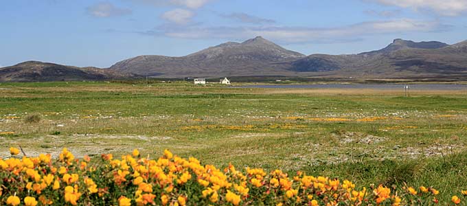 Flowers on the Machair in the western part of South Uist