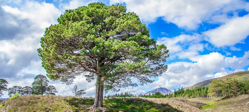 Scots Pine Glen Affric Scottish Highlands