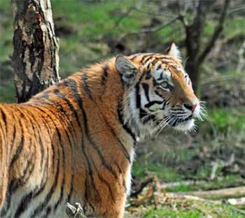 amur-tiger