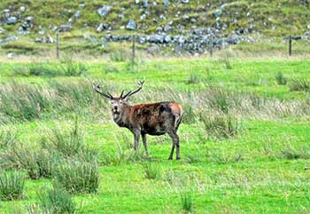 red-deer