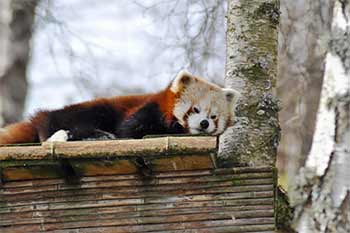 red-panda