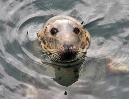 seal