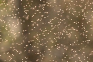 midges in scotland