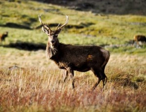 red deer stag