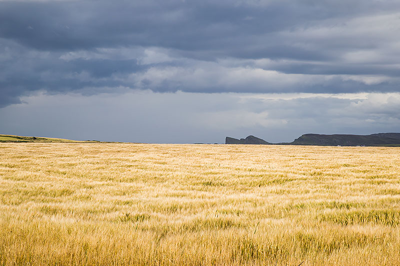Barley Field in August - future Islay whisky