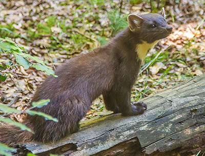 Pine Marten Scotland