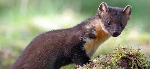 Pine Marten