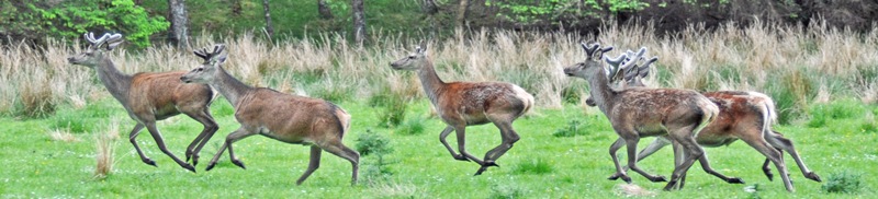 red deer running