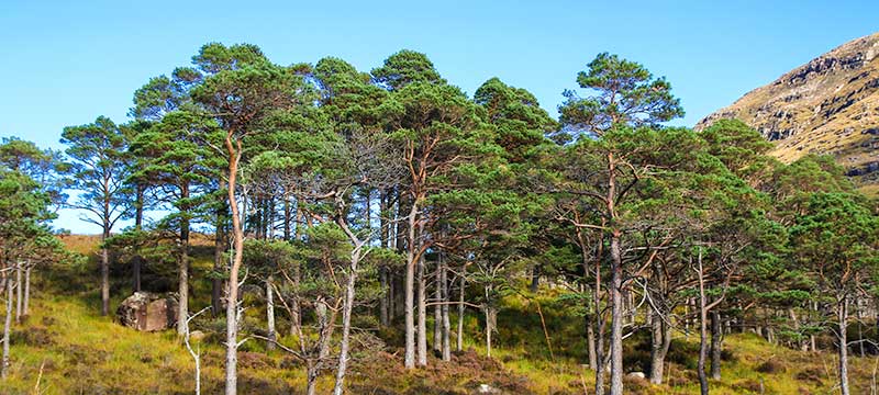 Scots Pines Lower Diabaig Road