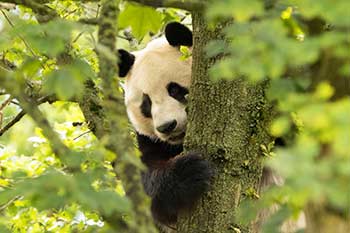 Giant Panda Edinburgh Zoo